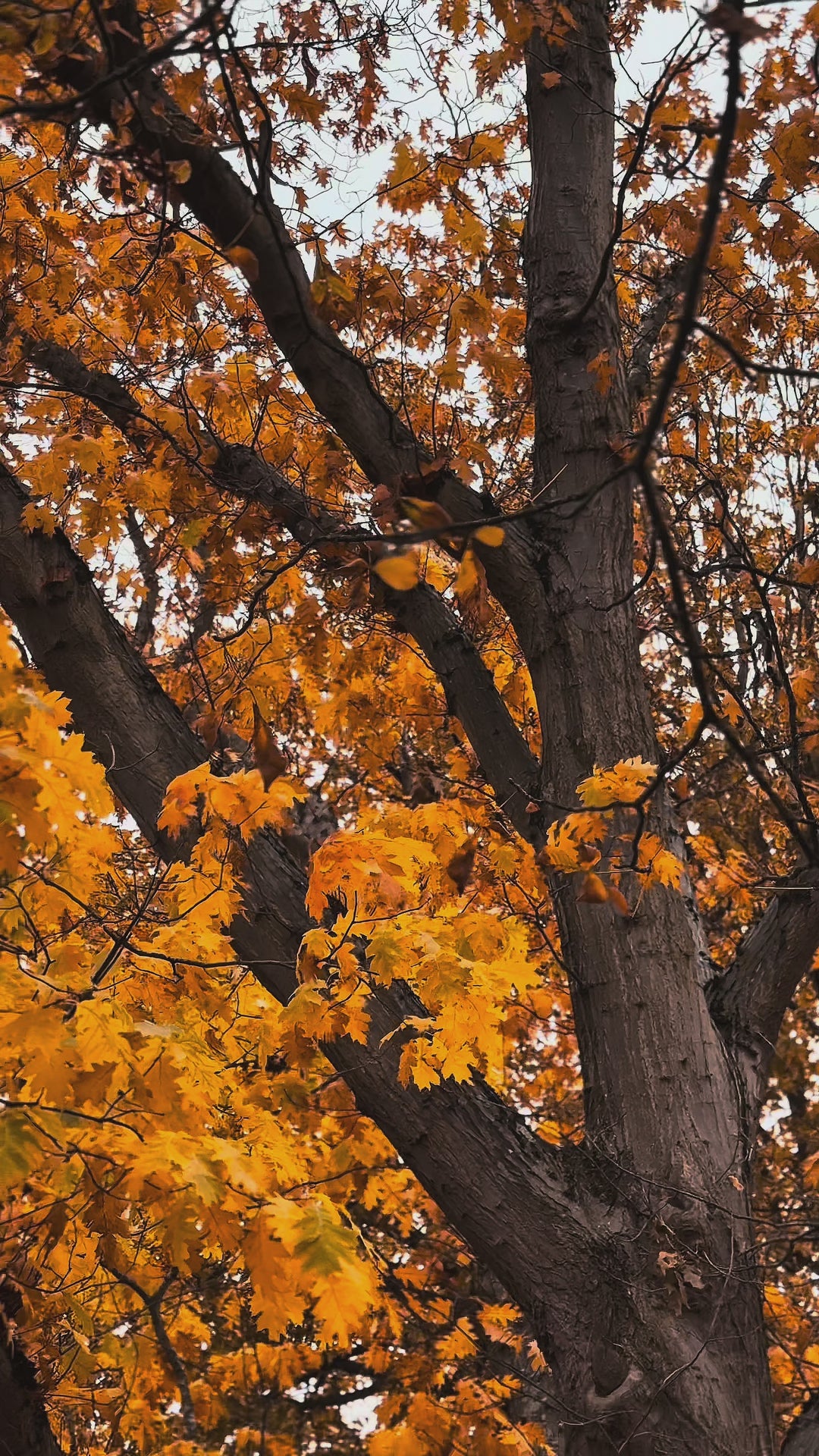Drop Shoulder Hoodie - Navy